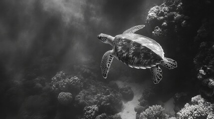 Obraz premium A hawksbill turtle swims effortlessly just above colorful coral formations underwater