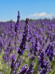 Obraz premium lavender field region