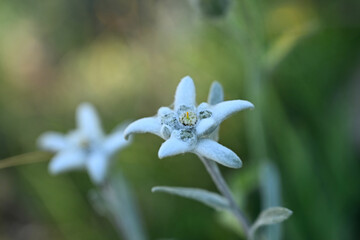 Edelweiss