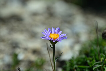 Aster des Alpes