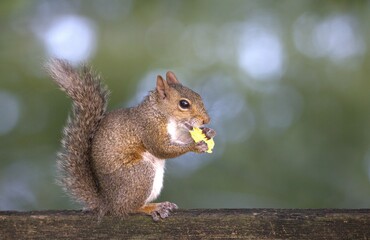 squirrel in the park