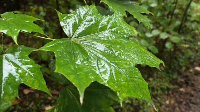 rain-wet leaves in a deciduous forest