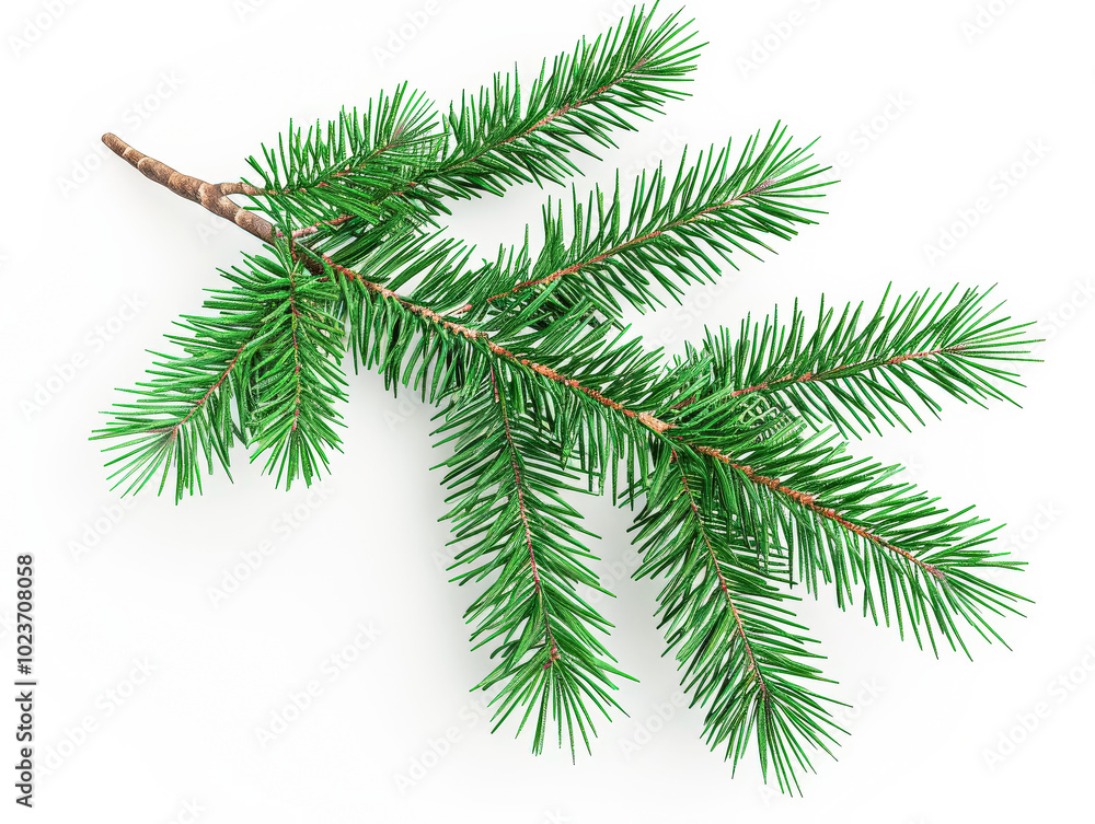 Aufkleber green pine tree branch with a few brown tips. the branch is long and thin, and it is the only visibl