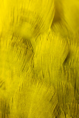 texture of yellow bird feathers