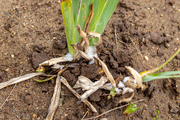 Snow and frost on irises in the garden. Preparing garden for winter