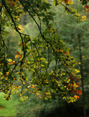 autumn leaves in the park
