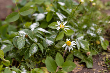 Daisies in a flower bed. The first frosts and snow