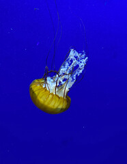 jellyfish 