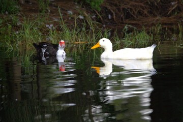 ducks in the water