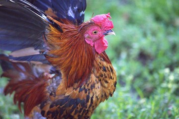 rooster in the farm