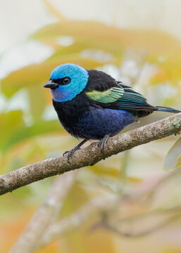 The blue-necked tanager (Tangara cyanicollis) is a species of bird in the family Thraupidae. It is found in South America from Colombia to Bolivia.