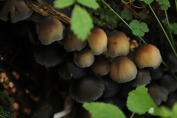 brown and black mushrooms among the forest litter