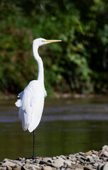Great egret sanding on one leg at the river shore