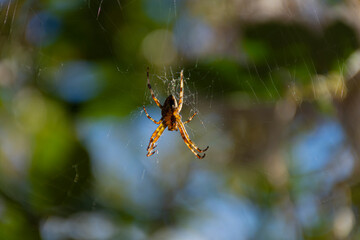 A close up image of a large creepy yellow spider found on Vancouver Island. 