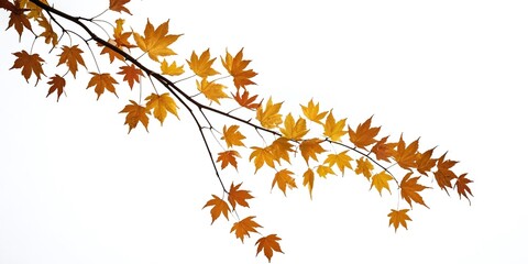 A downward sloping autumn maple leaf branch, plant, nature, scenery