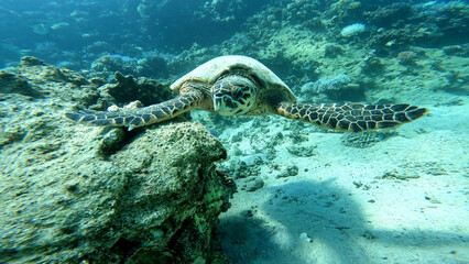 A sea turtle called careta swimming on the bottom of the red sea. A sea turtle filmed while diving in the Red Sea