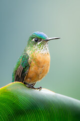 Obraz premium Female Long-tailed sylph hummingbird photographed in Bucaramanga, Santander, Colombia. The long-tailed sylph (Aglaiocercus kingii) is a species of hummingbird in the 