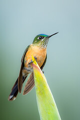 Female Long-tailed sylph hummingbird photographed in Bucaramanga, Santander, Colombia. The long-tailed sylph (Aglaiocercus kingii) is a species of hummingbird in the "coquettes".