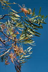 Flowers and leaves of Grevillea heliosperma (rock grevillea) in the tropical north of Australia, against a clear blue sky
