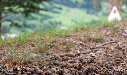 Tannenzapfen am Waldboden, Im Hintergrund schöne Natur und  eine Kirche im Anschnitt, Hintergrund unscharf 