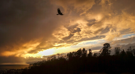 Dramatic Cloudy Sunset with Silhouetted Bird Over Lausanne