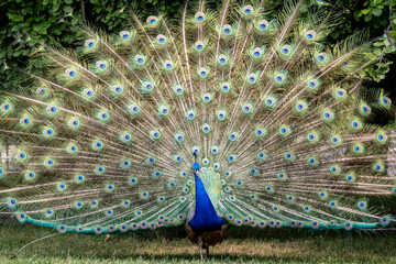 Majestic peacock displaying vibrant feathers in nature