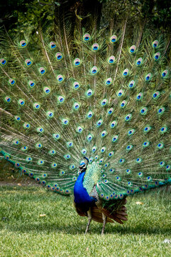 Majestic peacock displaying vibrant tail feathers