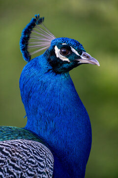 Close-up portrait of a vibrant blue peacock