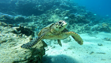Obraz premium A sea turtle called careta swimming on the bottom of the red sea. A sea turtle filmed while diving in the Red Sea