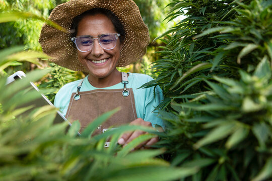 Gardener pruning cannabis plants in lush green farm