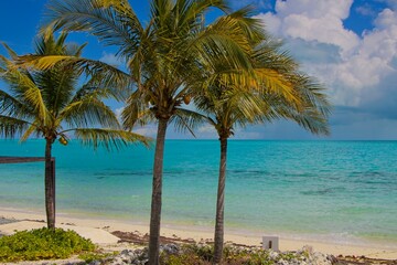 Fototapeta premium Splashing in warm, colorful blue waters of Long Bay Beach in Turks and Caicos Islands.