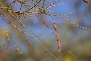 seed pods of jerusalem thorn 