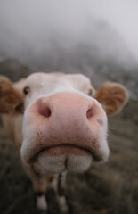 Cow's nose