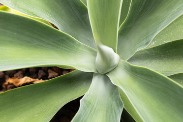 Close-up view of a green succulent plant showing detailed textures