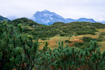 Fototapeta premium Kiefern in Berglandschaft 