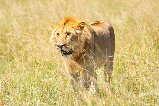 Fototapeta Majestic lion in the grasslands of Maasai Mara