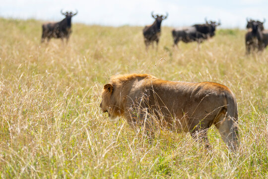 Lion amidst Wildebeest in Maasai Mara National Reserve