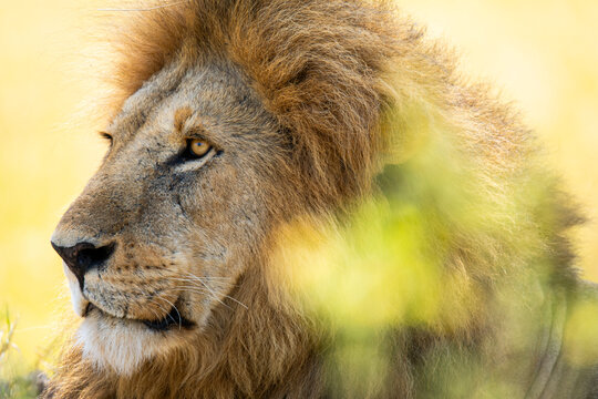 Majestic lion profile in Maasai Mara National Reserve