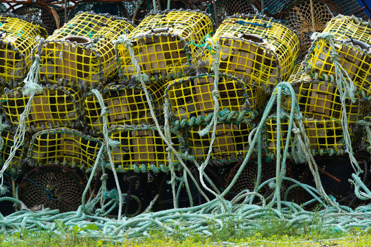 Stacked yellow lobster traps and tangled ropes in greenery
