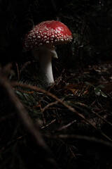 Amanita Muscaria