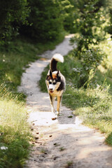 Portrait of a cute Siberian Husky dog walking through the path on nature in summer sunny day. Blue-eyed husky