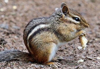 Chipmunk eating
