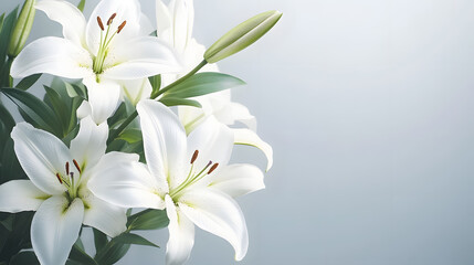 Fototapeta premium branch of white lilies flowers, mourning or funeral background, condolence card with copy space for text