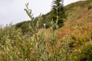 Blätterbaum Gebirgspflanze, im Hintergrund Waldboden, Bach, Berghang, Bäume, Hintergrund unscharf, Textfreiraum 