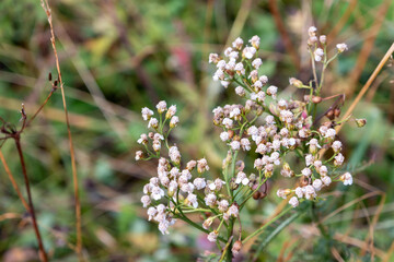 Wunderschöne Gebirgspflanze, im Hintergrund Waldboden,, Hintergrund unscharf, Textfreiraum 