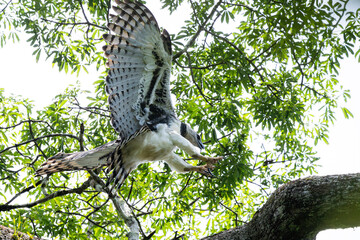 The Harpy Eagle (Harpia harpyja) is a Neotropical rainforest species. It lives at low elevations...