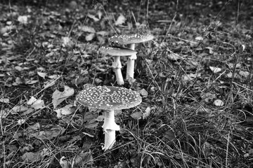 Closeup of toadstool fungus among forest heather bushes during autumn