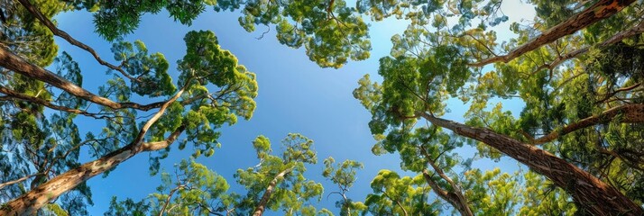 Obraz premium A panoramic view of the canopy from below, showcasing tall trees with lush green leaves that form an intricate pattern against a clear blue sky