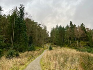 A narrow path winding through a dense forest with towering evergreens and wild grasses. The muted tones of the sky and landscape evoke a sense of calm and solitude.