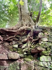 Tree roots exposed behind a fallen stone wall, where the ancient structure crumbles and the tree's roots claim the space. The scene reflects nature's resilience and power.